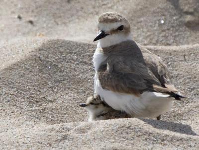 300524 Corriol Camanegre (3).jpg