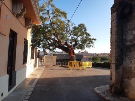 ARBRE PLAÇA CASTELL OCTUBRE 2023 (2).jpg