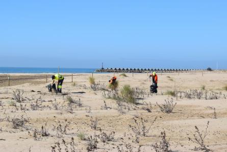 DUNES VEGETACIÓ PLATJA MOTA 2023 MARÇ (11).JPG