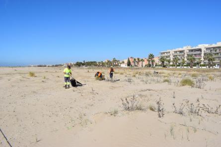 DUNES VEGETACIÓ PLATJA MOTA 2023 MARÇ (15).JPG