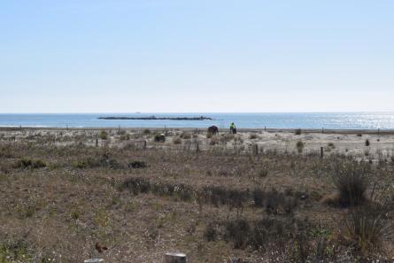 DUNES VEGETACIÓ PLATJA MOTA 2023 MARÇ (38).JPG