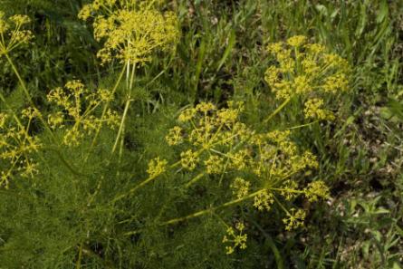 foeniculum-vulgare-passejada etnobotànica.jpg