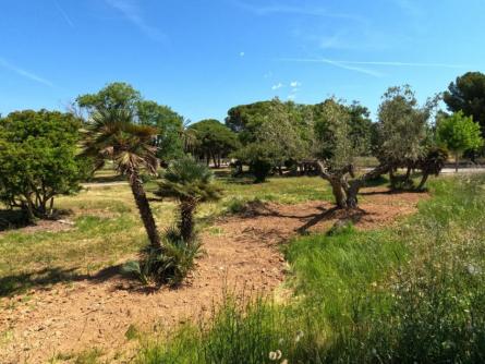 replanten-els-arbres-que-hi-havia-a-lantiga-central-termica-de-cubelles.jpg