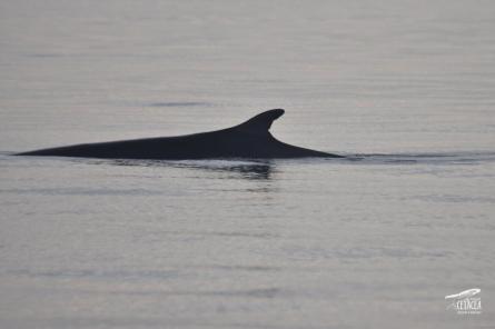 RORQUAL CETACEA 2023 ERIK CORELLA.jpg